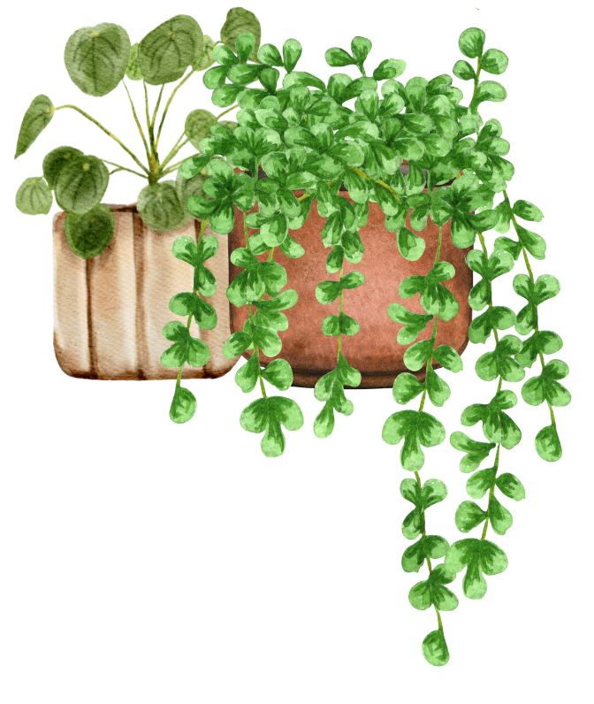 Plant